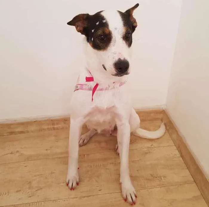 Cachorro ra a SRD idade 1 ano nome Luna