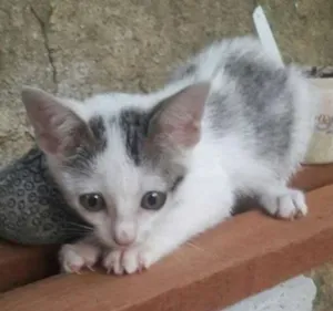 Gato raça srd idade 2 a 6 meses nome filhotes do parque