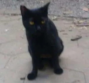 Gato raça srd idade 1 ano nome margot