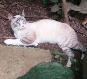 Gato raça srd idade 2 anos nome ramon