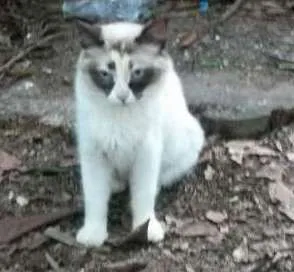 Gato raça srd idade 2 anos nome adele