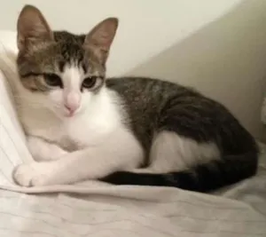 Gato raça srd idade 2 a 6 meses nome lua