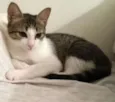 lua