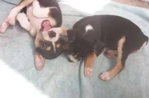 Cachorro raça Cura lata idade Abaixo de 2 meses nome Live e Mag