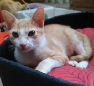 Gato raça srd idade 2 a 6 meses nome Pedrinho 