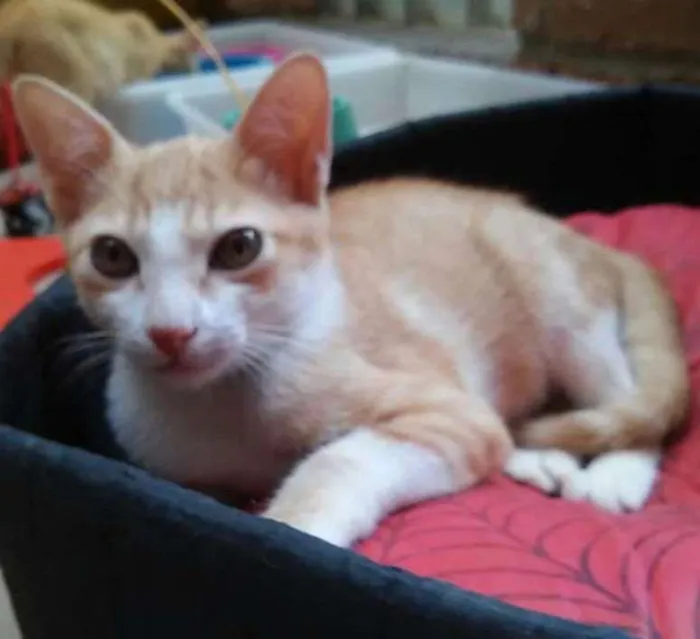 Gato ra a srd idade 2 a 6 meses nome Pedrinho 
