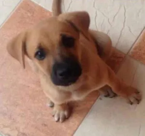 Cachorro raça SRD idade 2 a 6 meses nome Sem nome
