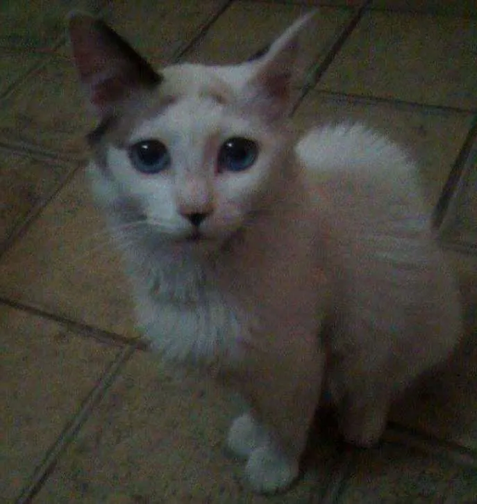 Gato raça Mestiço idade 7 a 11 meses nome maria