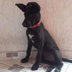 Cachorro raça Vira lata idade 7 a 11 meses nome Piter