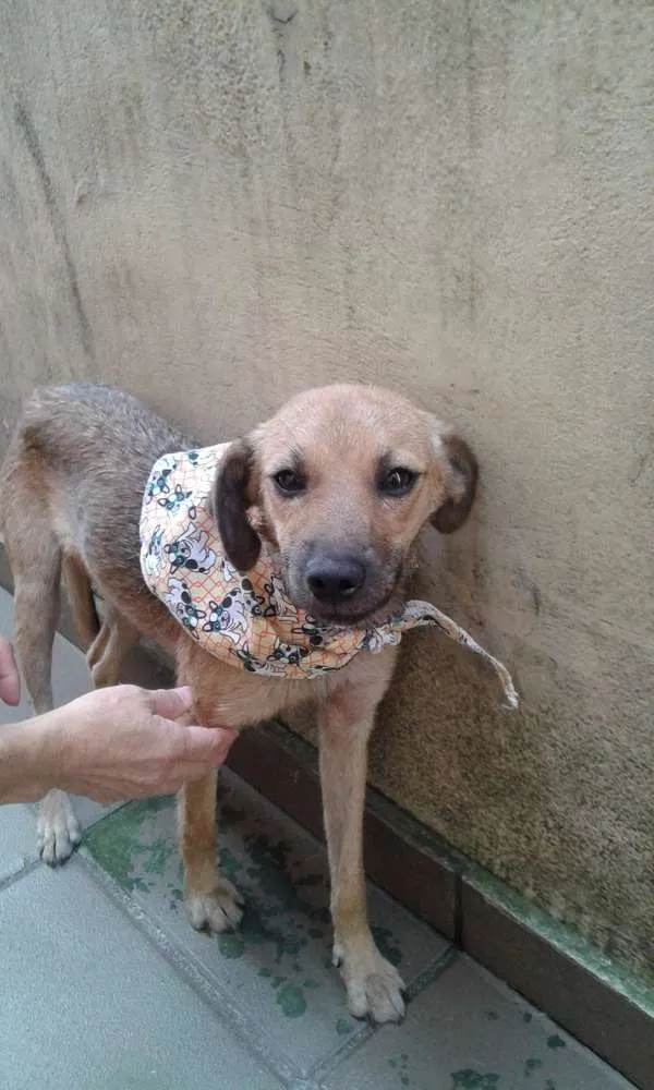 Cachorro ra a SRD idade 1 ano nome Mel