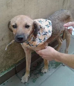 Cachorro raça SRD idade 1 ano nome Mel