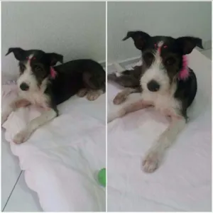 Cachorro raça SRD idade 1 ano nome JUJU