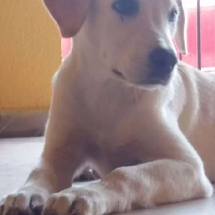 Cachorro ra a Labrador idade 1 ano nome Kiara