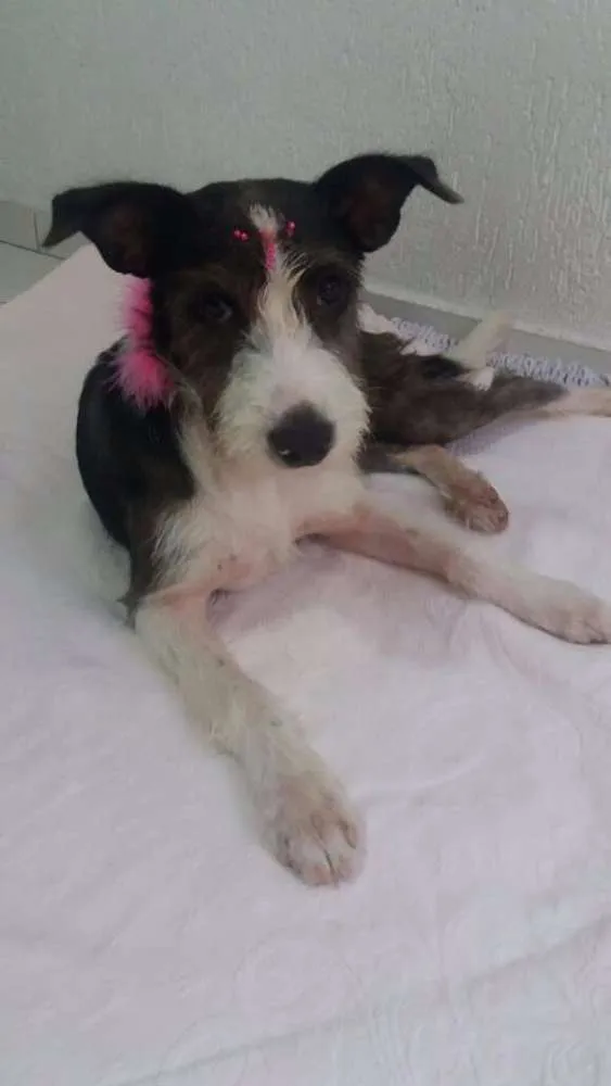 Cachorro ra a SRD idade 1 ano nome JUJU