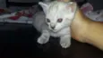 Gata