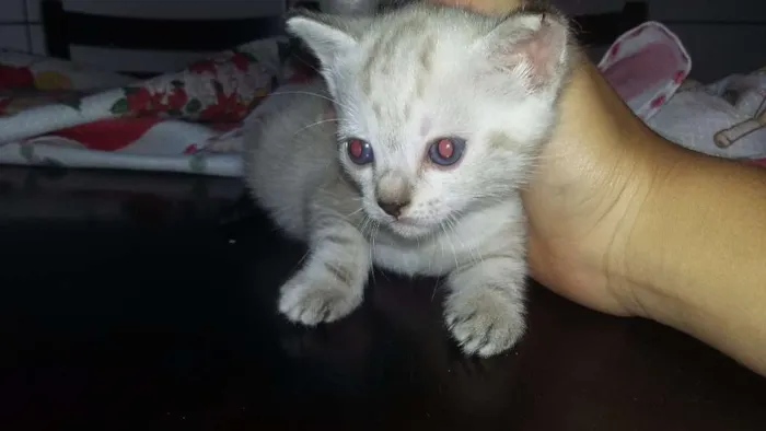 Gato ra a  idade Abaixo de 2 meses nome Gata
