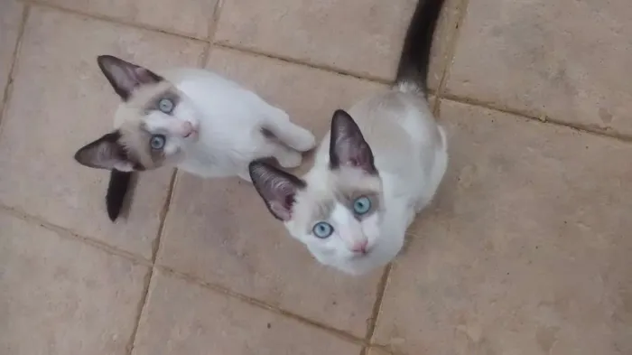 Gato ra a  idade 2 a 6 meses nome Gatinhos filhotes