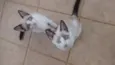 Gatinhos filhotes