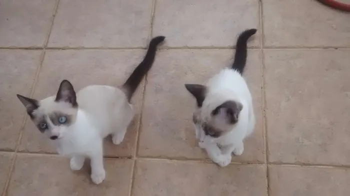 Gato ra a  idade 2 a 6 meses nome Gatinhos filhotes