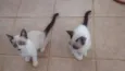 Gatinhos filhotes