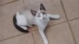 Gatinhos filhotes