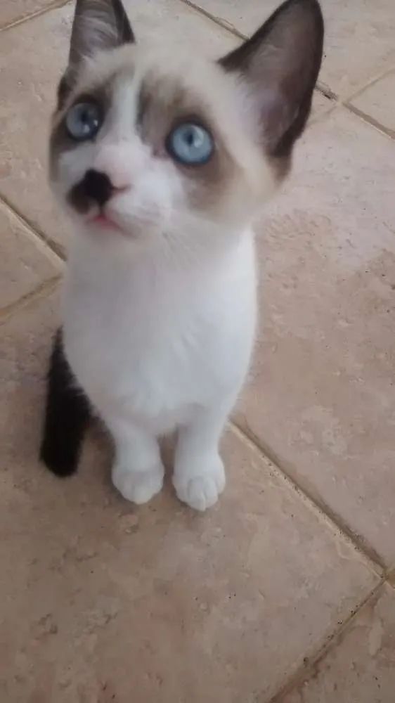 Gato ra a  idade 2 a 6 meses nome Gatinhos filhotes