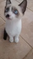 Gatinhos filhotes