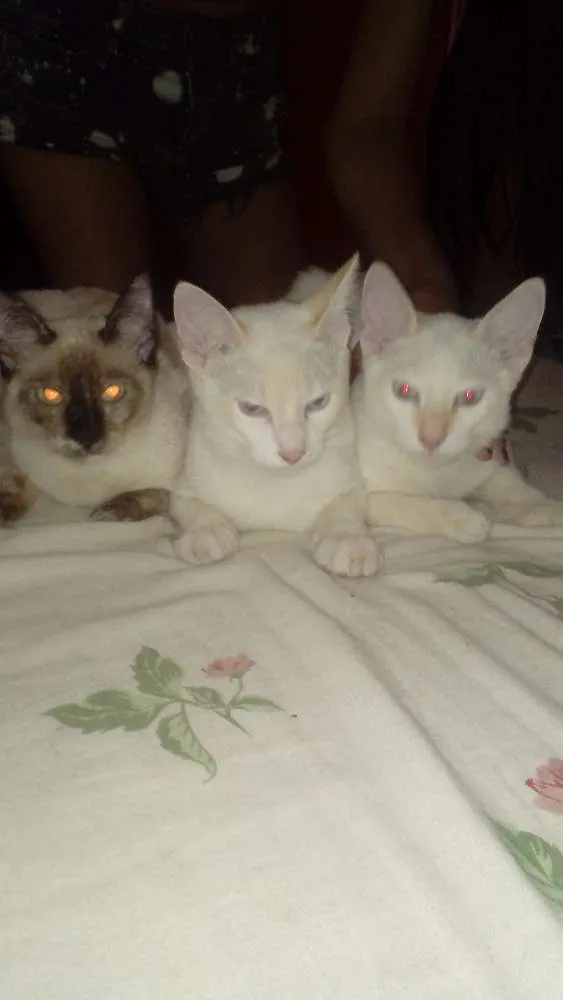 Gato ra a Siamês  idade 2 a 6 meses nome Sem nome