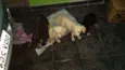 Desconhecido