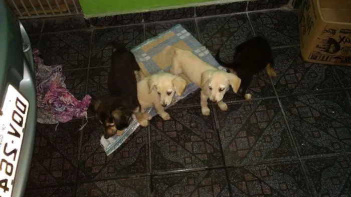 Cachorro ra a Desconhecida  idade 2 a 6 meses nome Desconhecido