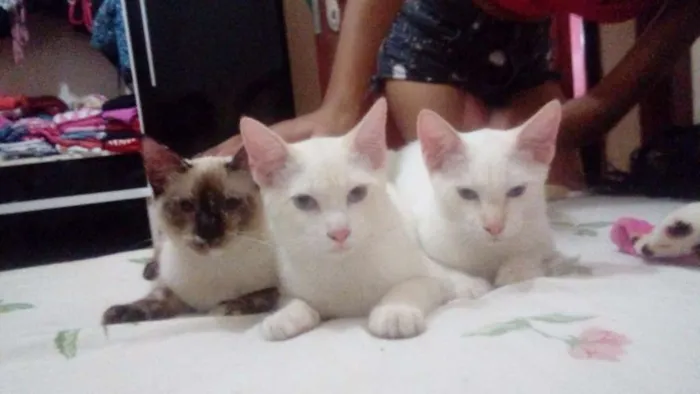 Gato ra a Siamês  idade 2 a 6 meses nome Sem nome