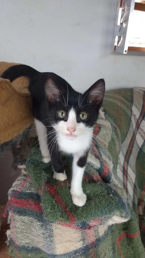 Gato raça Srd idade 2 a 6 meses nome Gatinhos