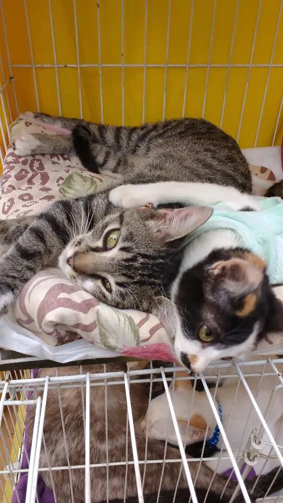 Gato raça Srd idade 2 a 6 meses nome Gatinhos