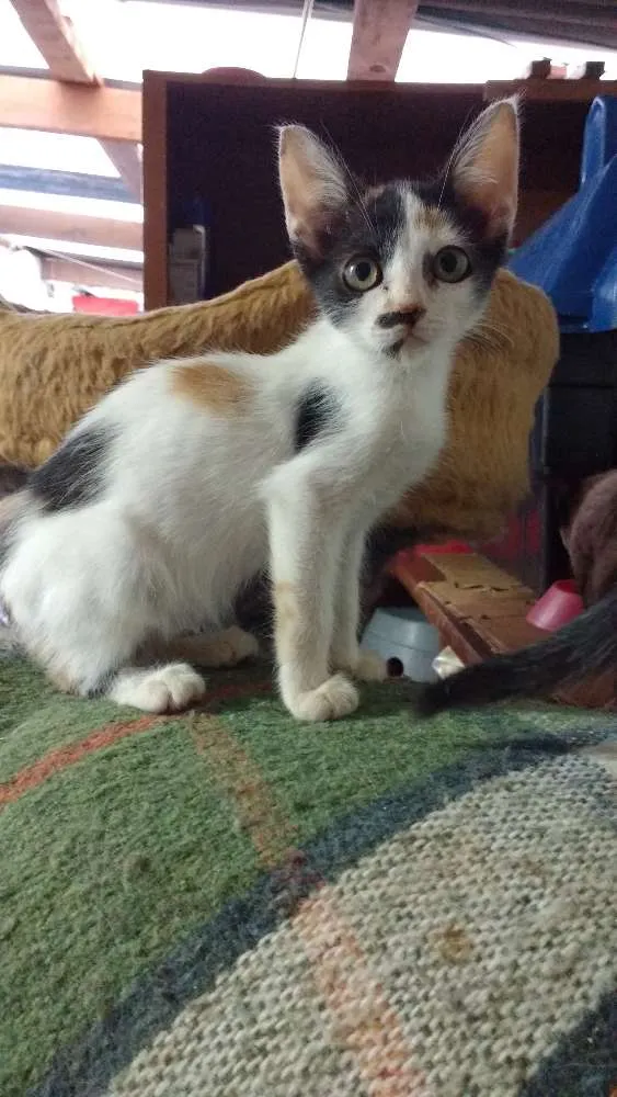 Gato raça Srd idade 2 a 6 meses nome Gatinhos