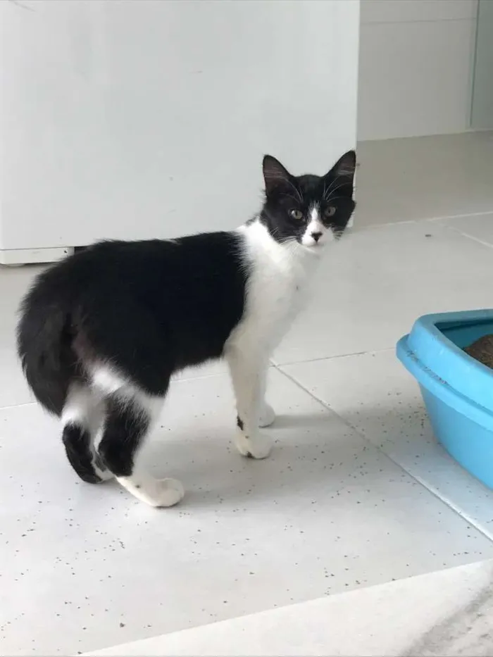 Gato ra a  idade 2 a 6 meses nome Sem Nome
