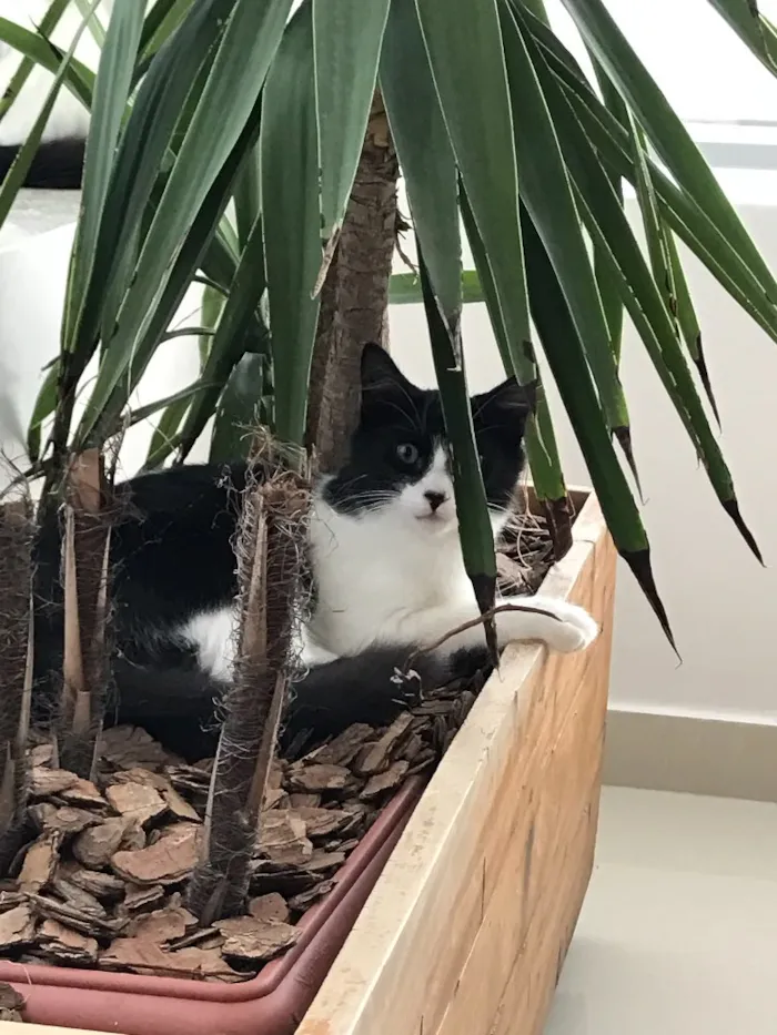 Gato ra a  idade 2 a 6 meses nome Sem Nome