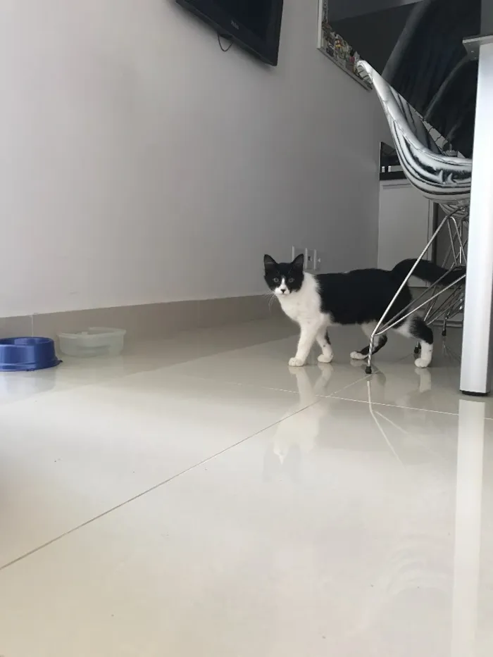 Gato ra a  idade 2 a 6 meses nome Sem Nome