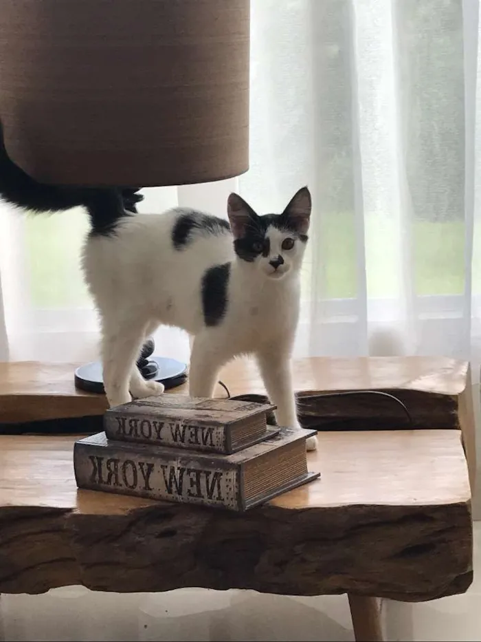 Gato ra a  idade 2 a 6 meses nome Sem Nome