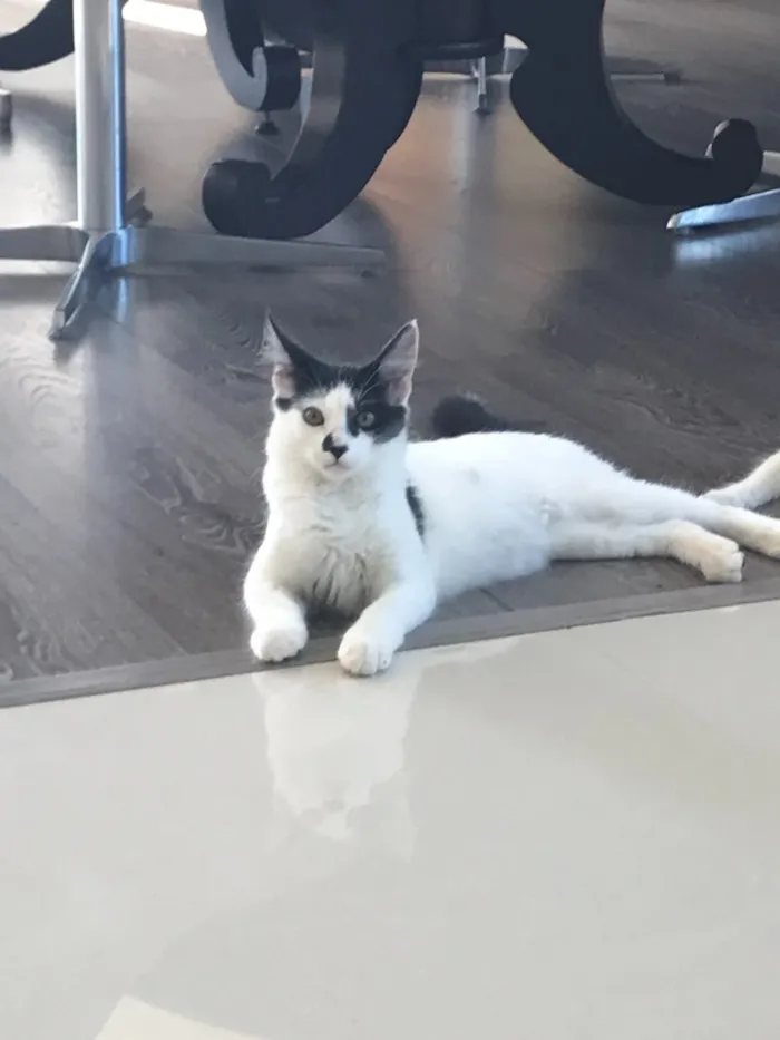 Gato ra a  idade 2 a 6 meses nome Sem Nome