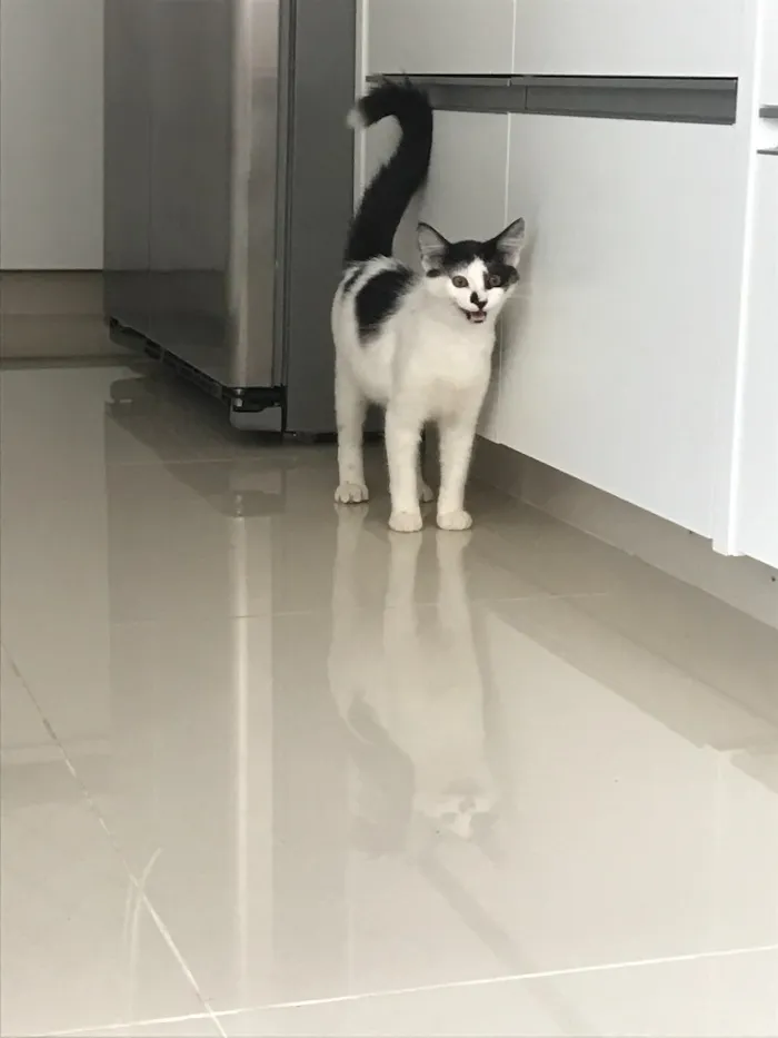 Gato ra a  idade 2 a 6 meses nome Sem Nome