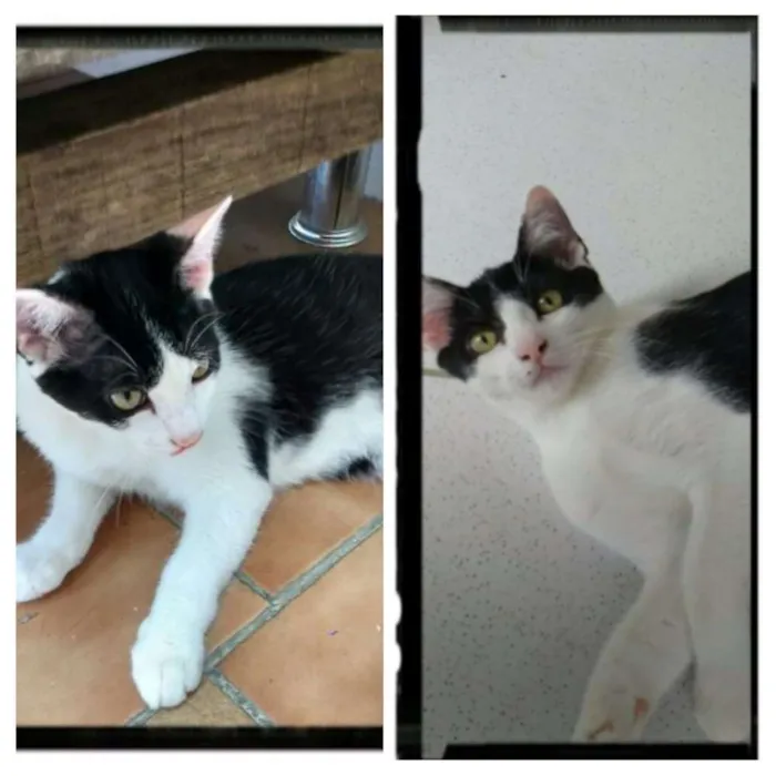 Gato raça Srd idade 2 a 6 meses nome Gatinhos