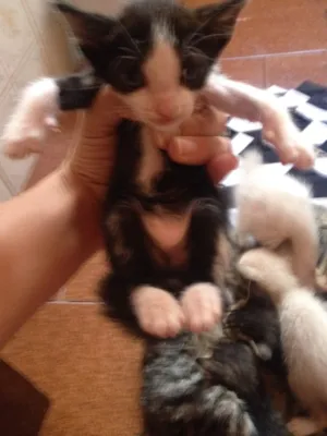 Gato raça Vira lata e siameses idade Abaixo de 2 meses nome Sem nome 