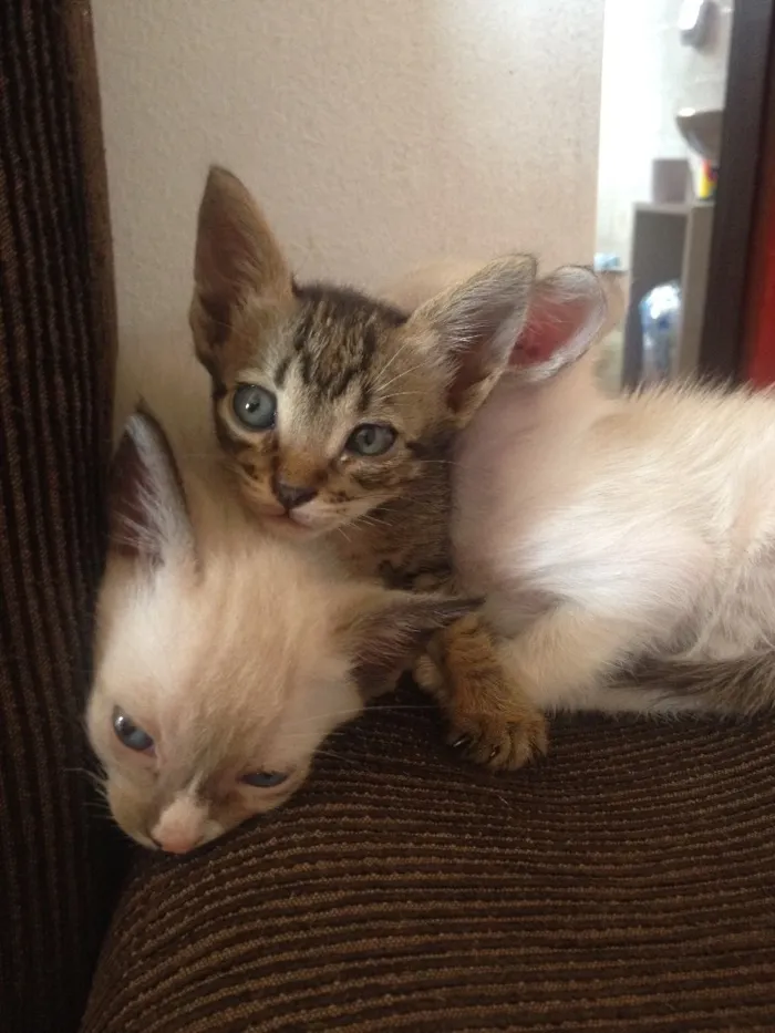 Gato ra a Vira lata e siameses idade Abaixo de 2 meses nome Sem nome 