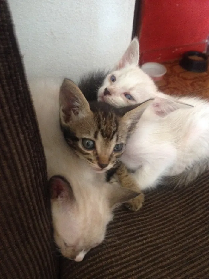 Gato ra a Vira lata e siameses idade Abaixo de 2 meses nome Sem nome 