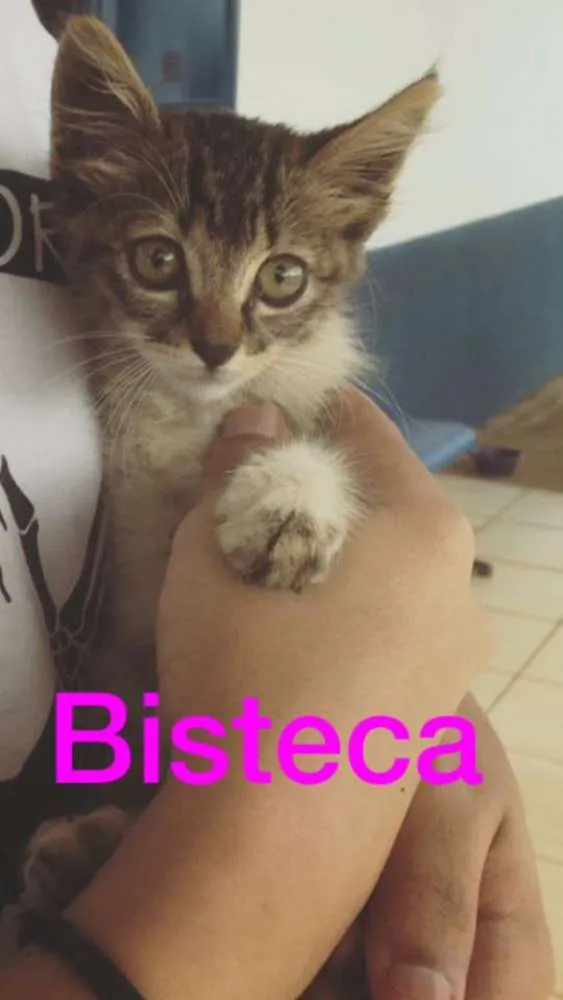 Gato ra a SRD idade 2 a 6 meses nome Bisteca