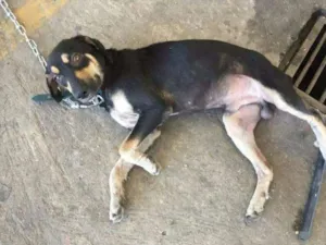 Cachorro raça SRD idade 7 a 11 meses nome Sem nome
