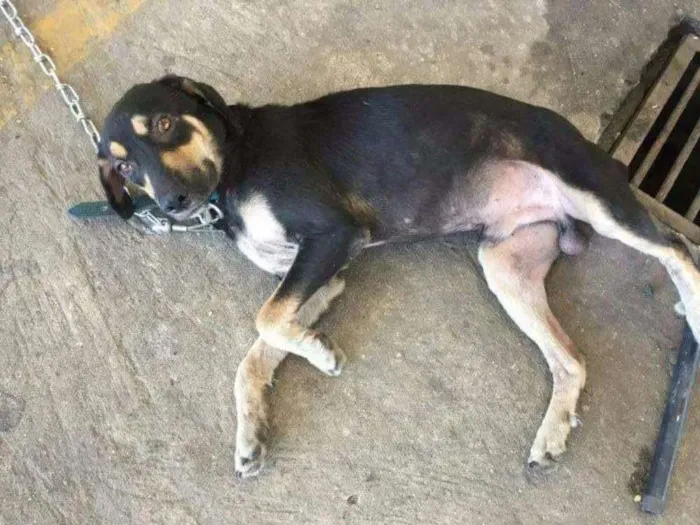 Cachorro ra a SRD idade 7 a 11 meses nome Sem nome