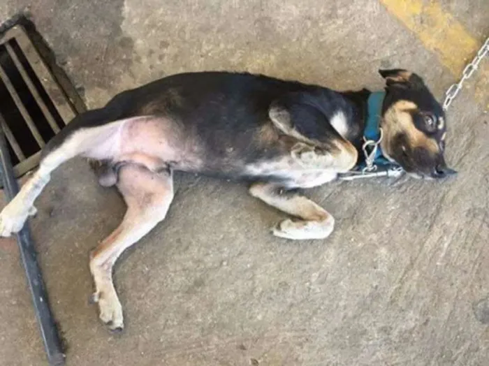Cachorro ra a SRD idade 7 a 11 meses nome Sem nome