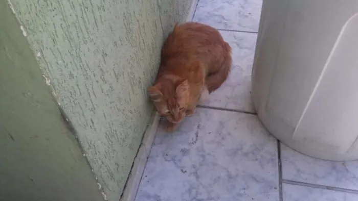 Gato ra a Nao sei idade  nome Nao sei