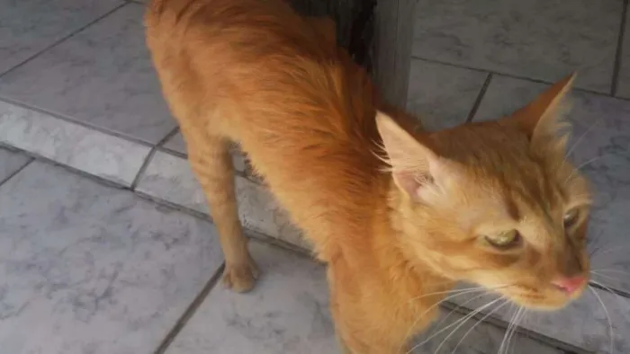 Gato ra a Nao sei idade  nome Nao sei